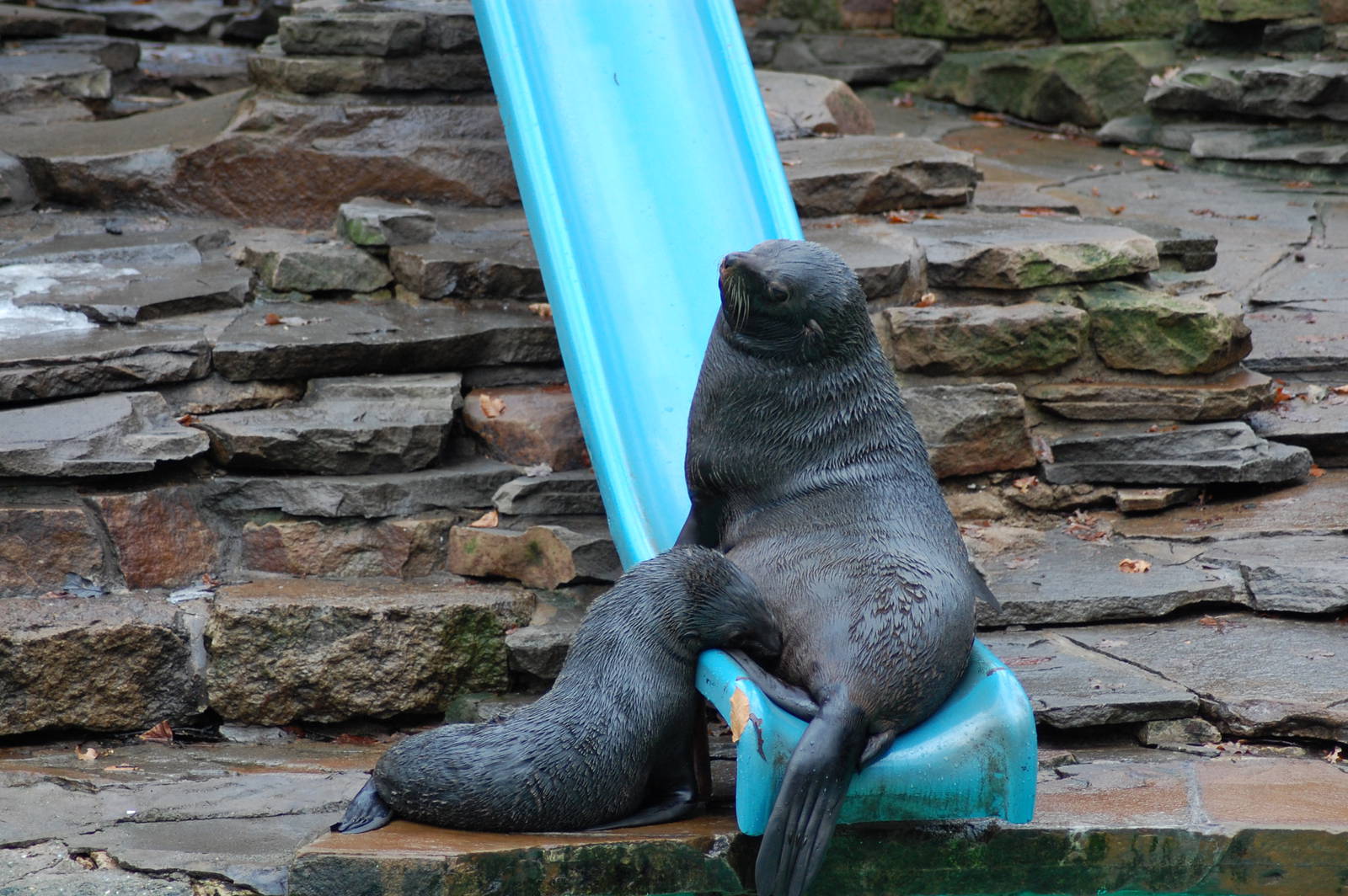 South American Fur Seal 08-01-2011