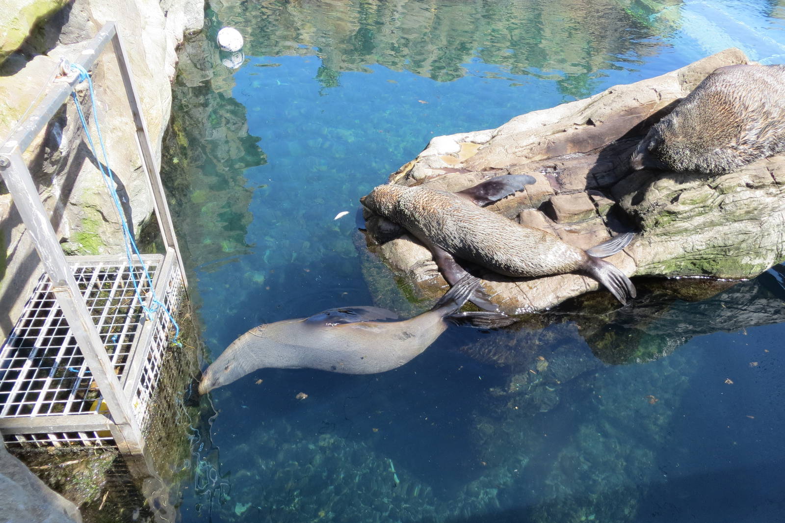 South American Fur Seal 160515