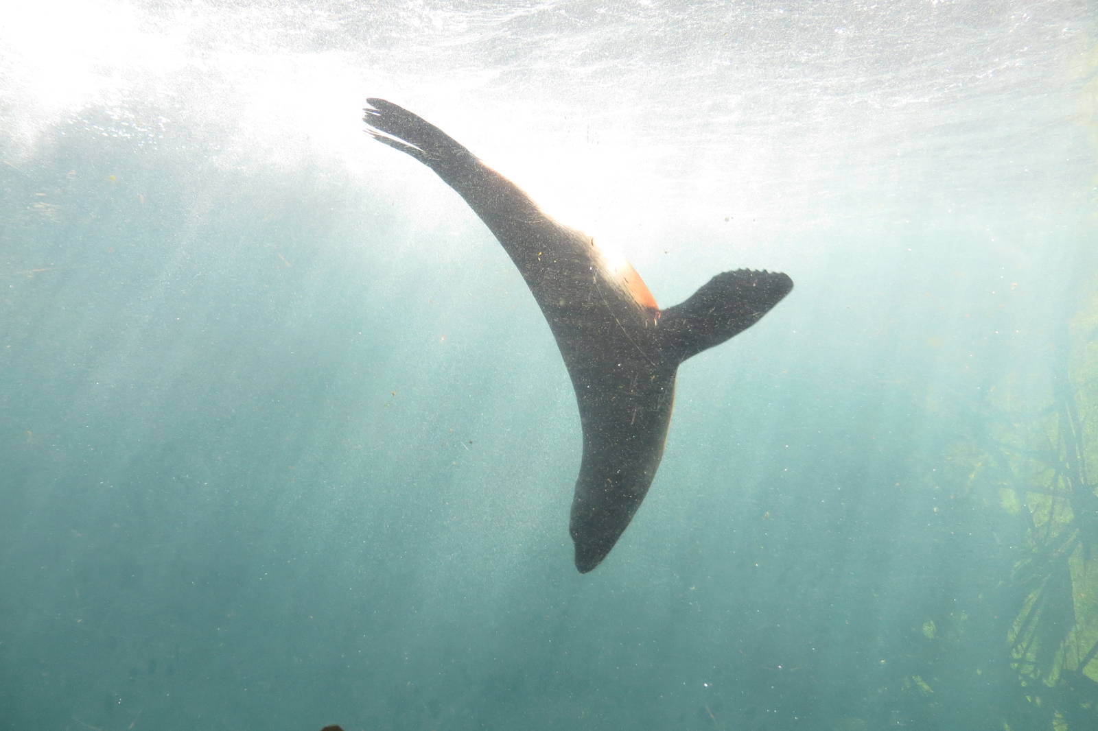 South American Fur Seal 160515
