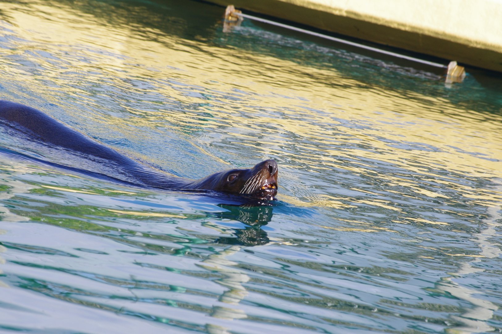 South American Fur Seal- 19/2/2024