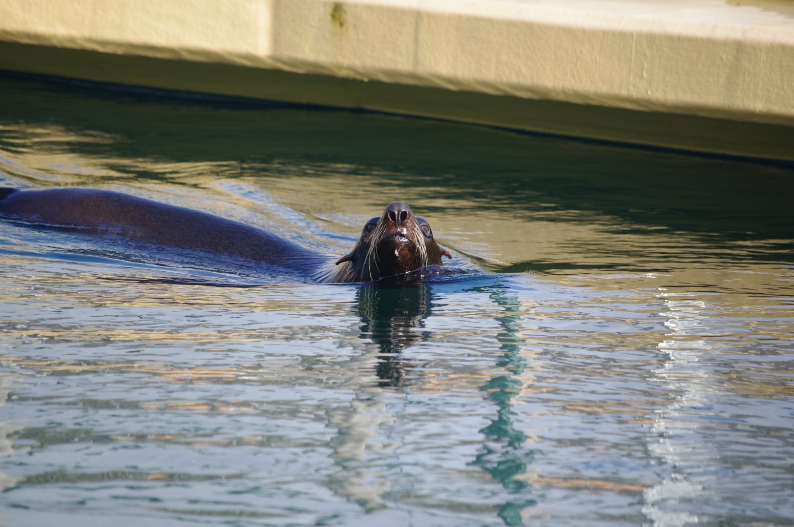 South American Fur Seal- 19/2/2024