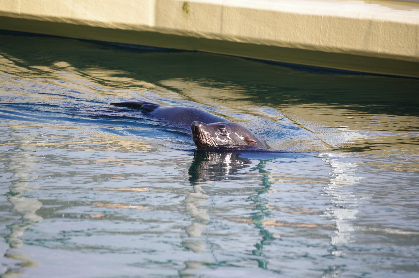 South American Fur Seal- 19/2/2024