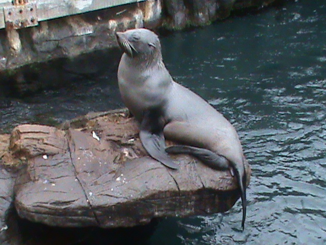 south american fur seal 190911