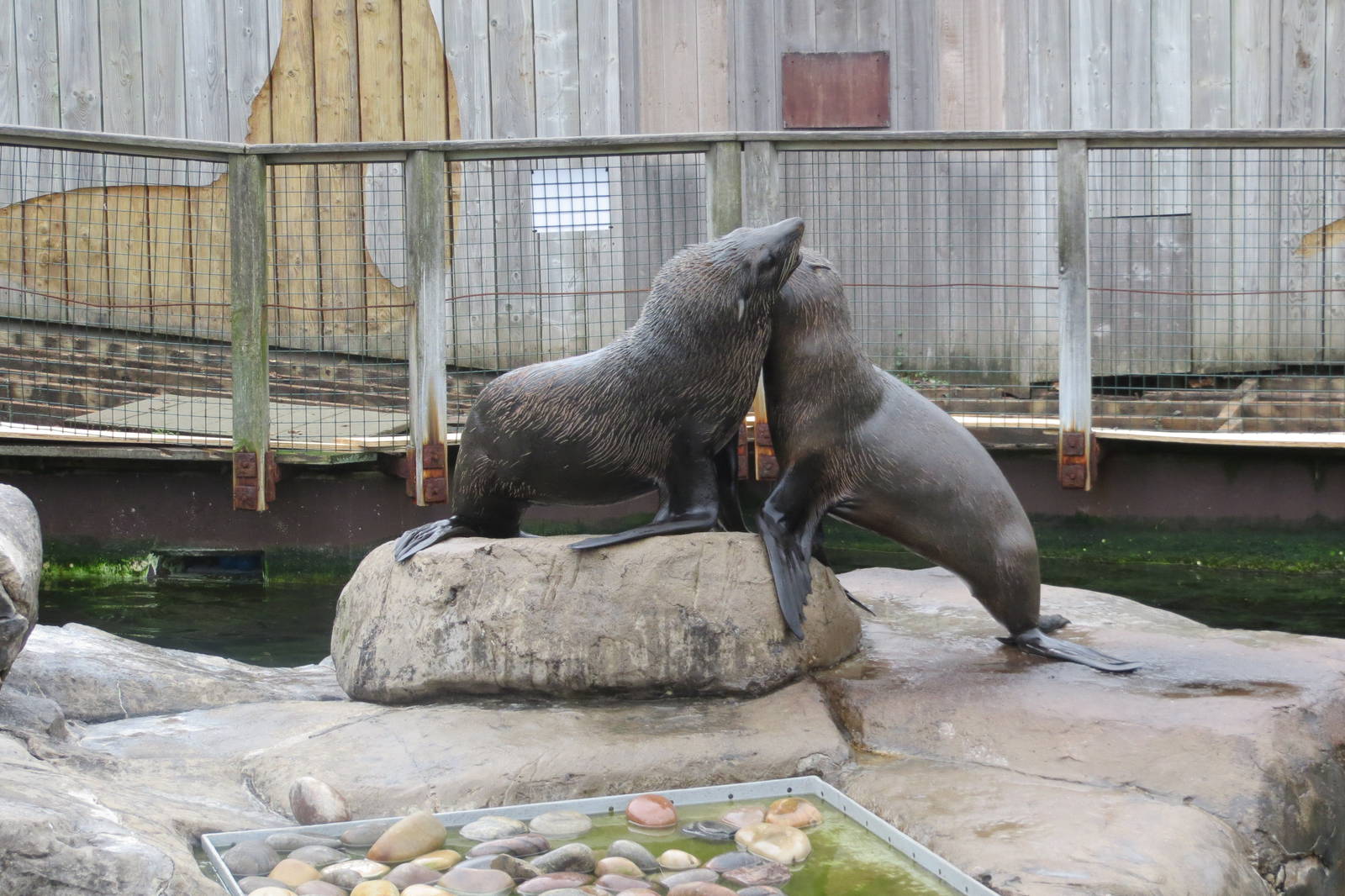 south american fur seal 201013