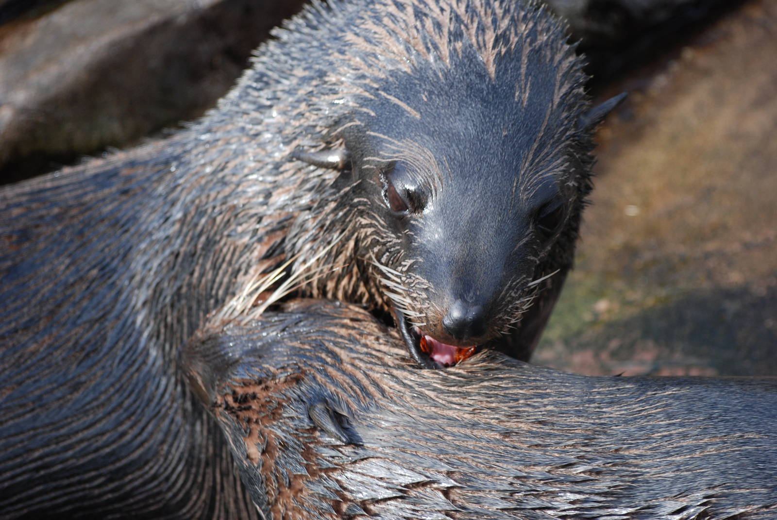 South American Fur Seal Aggression at Bristol, 06/02/12