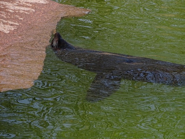 South American fur seal (Arctocephalus australis) (04/22)