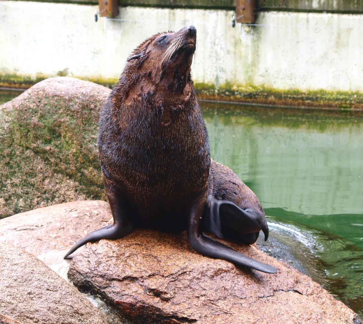 South American fur seal (Arctocephalus australis), 2015-07-19