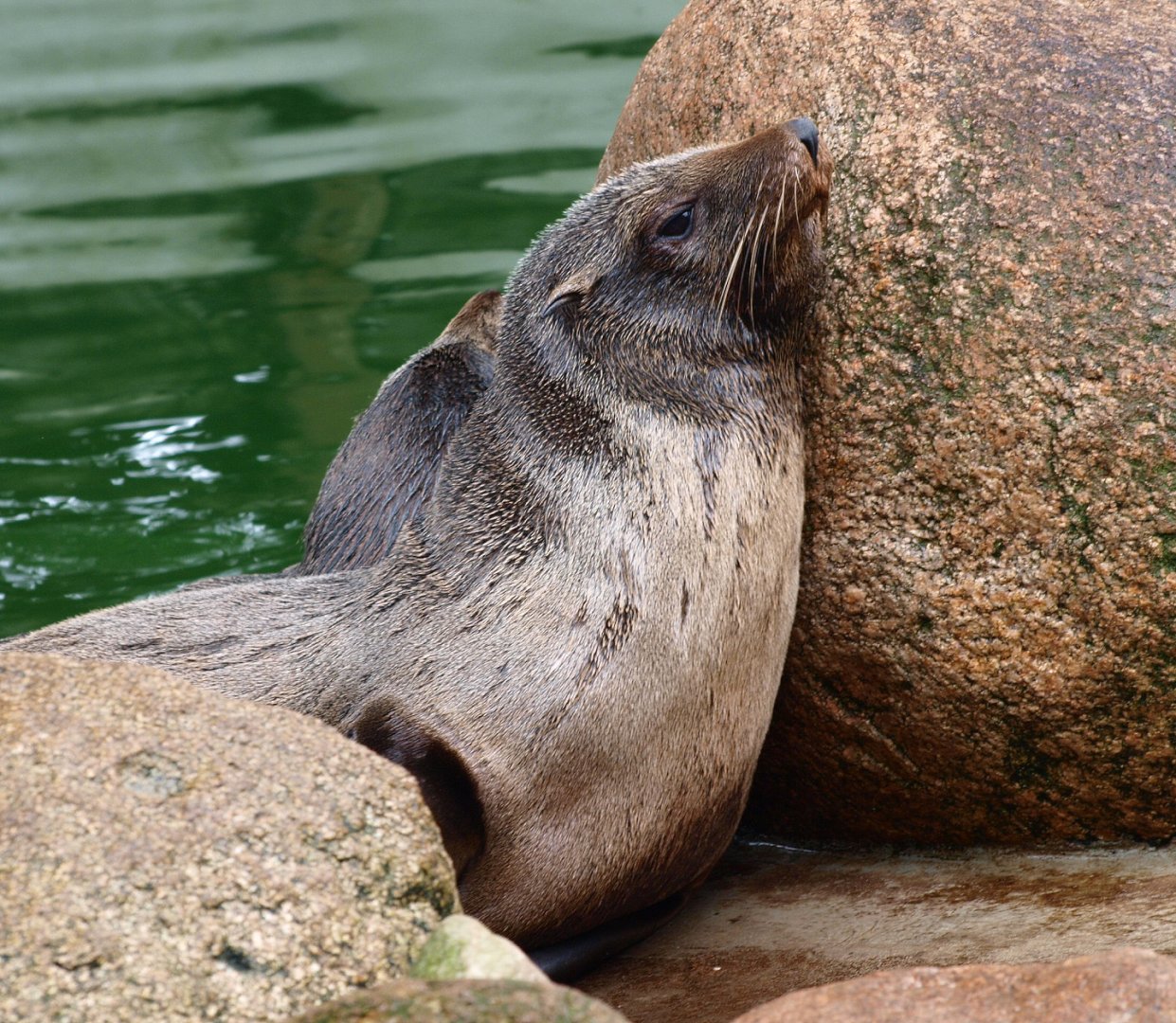 South American fur seal (Arctocephalus australis), 2015-07-19