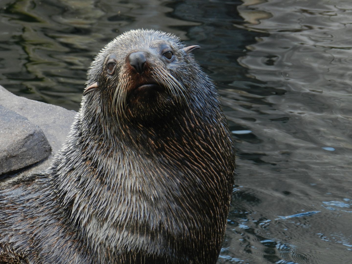 South American Fur Seal (Arctocephalus australis) at Bristol Zoo, England