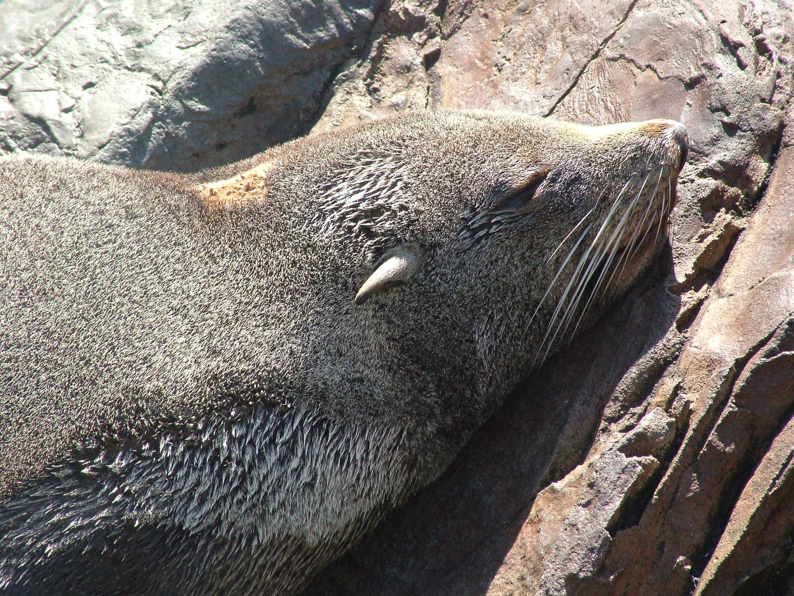 South American Fur Seal (Arctocephalus australis) at Living Coasts