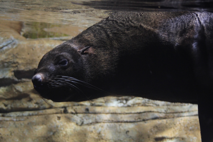 South American fur seal (Arctocephalus australis gracilis)