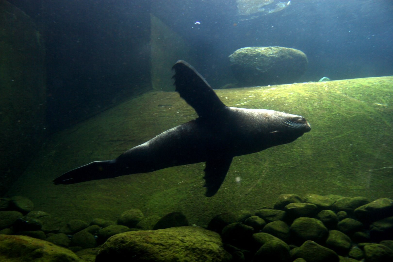 South American fur seal (Arctocephalus australis)