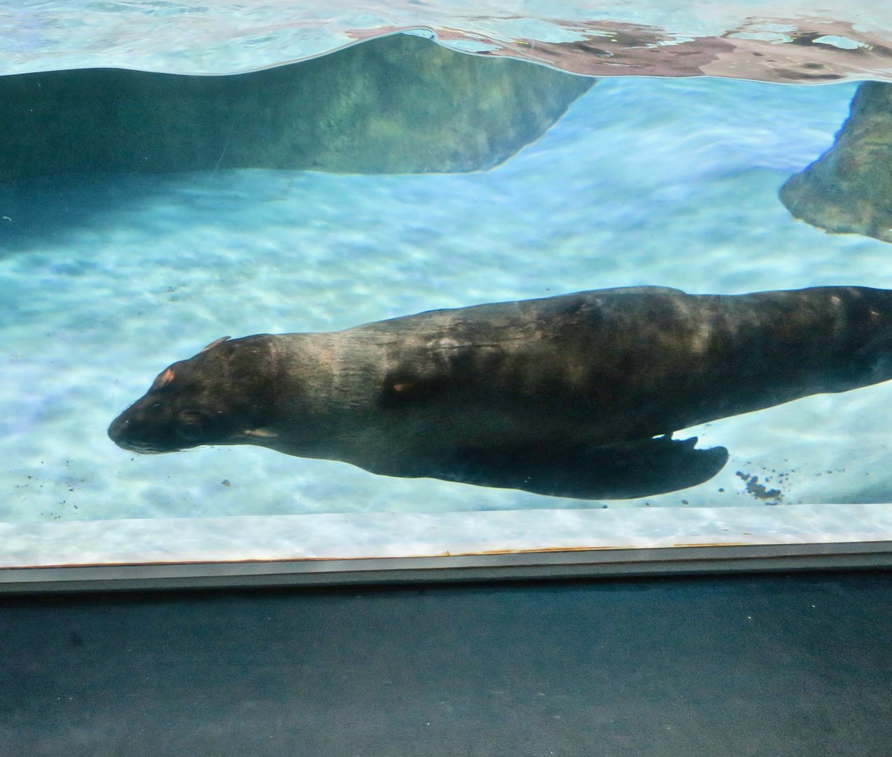 South American Fur Seal (Arctocephalus australis)