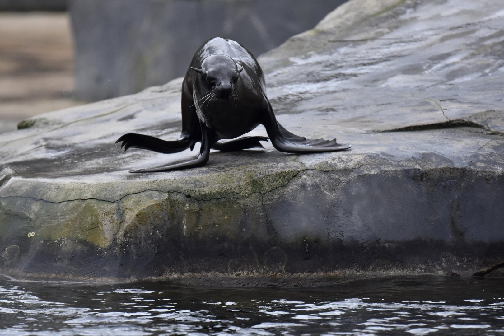 South American fur seal (Arctocephalus australis)