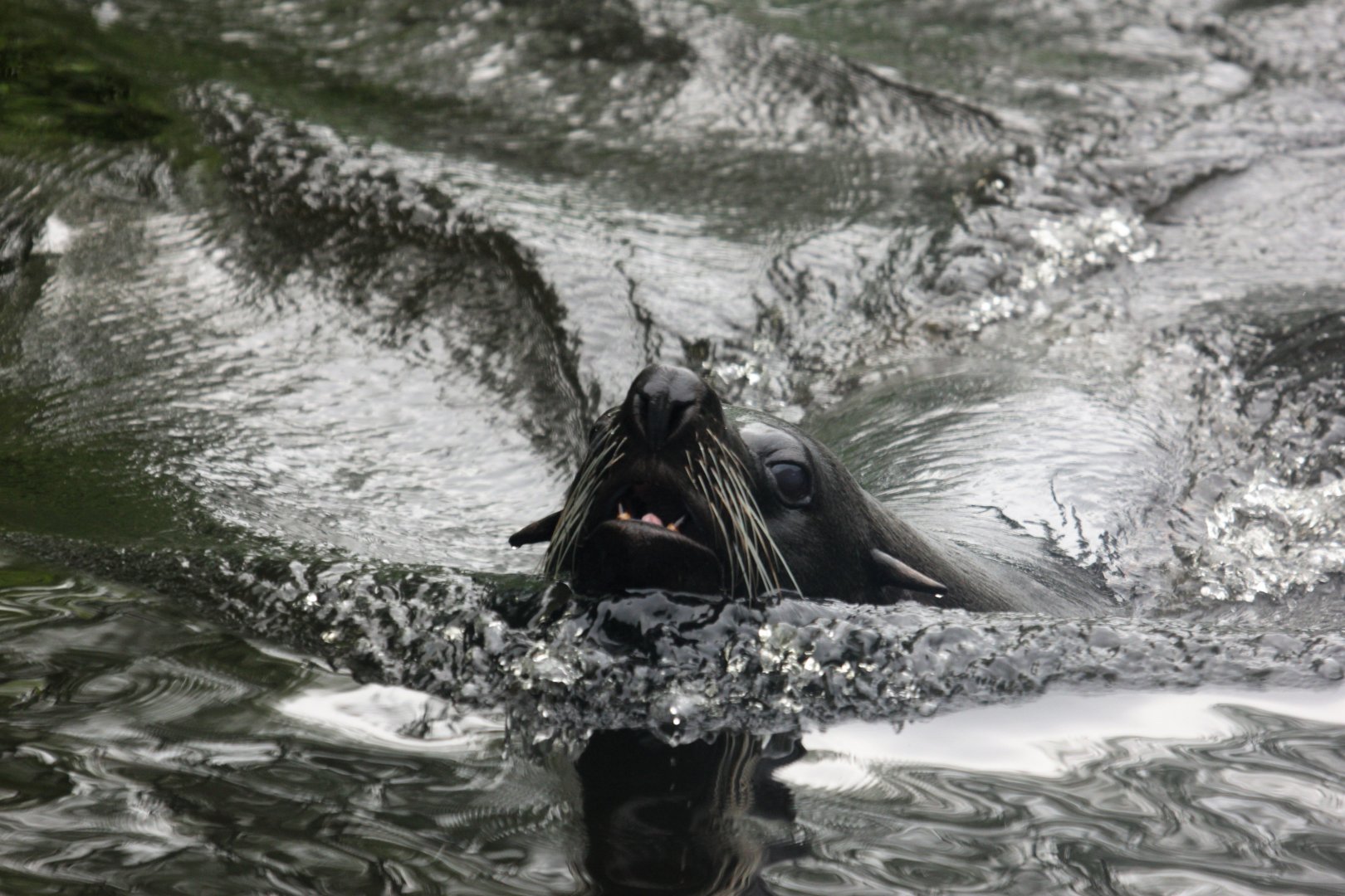 South American fur seal (Arctocephalus australis).
