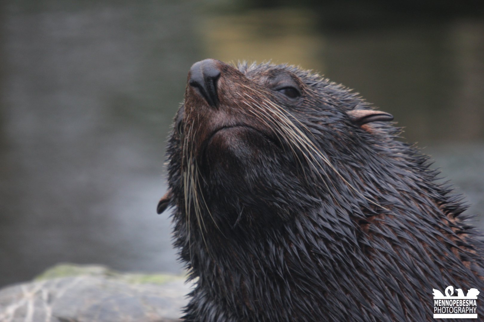 South American fur seal (Arctocephalus australis)
