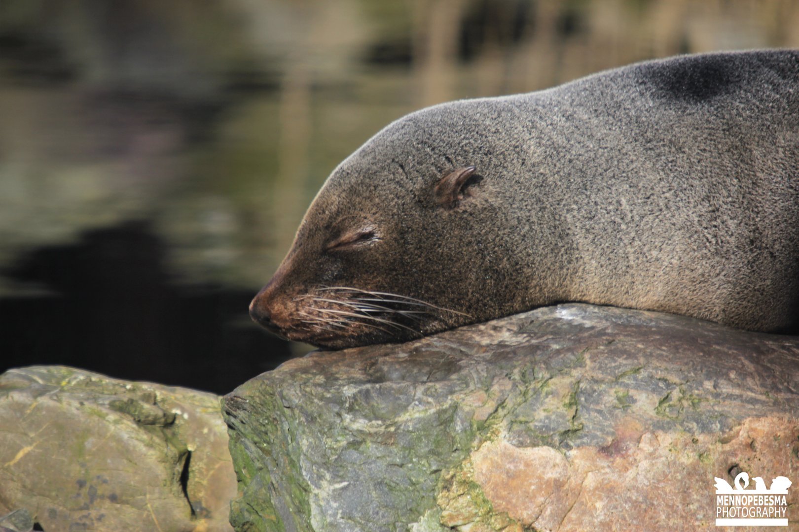 South American fur seal (Arctocephalus australis)