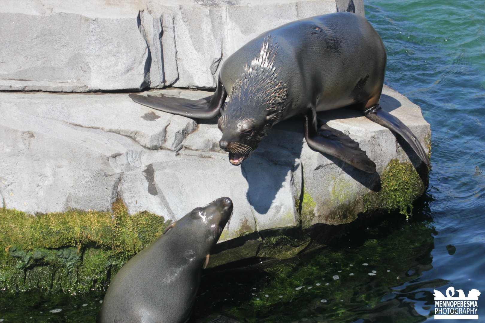 South American fur seal (Arctocephalus australis)