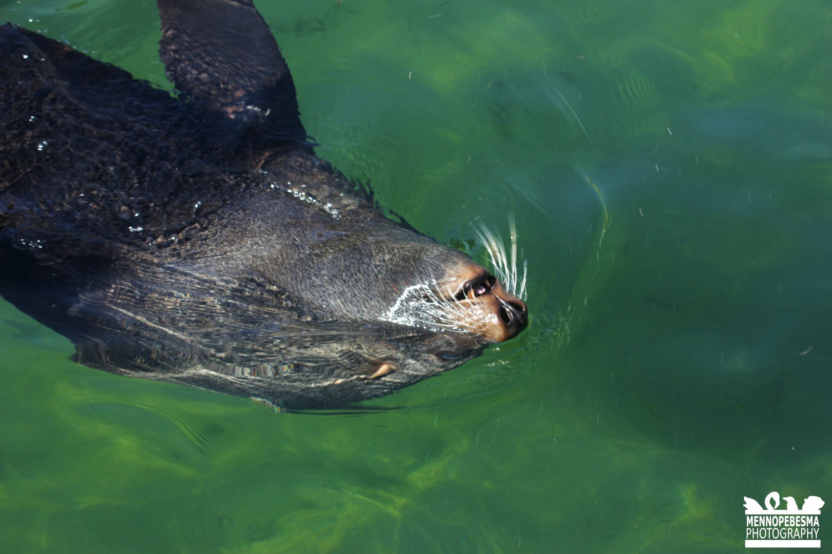 South American fur seal (Arctocephalus australis)