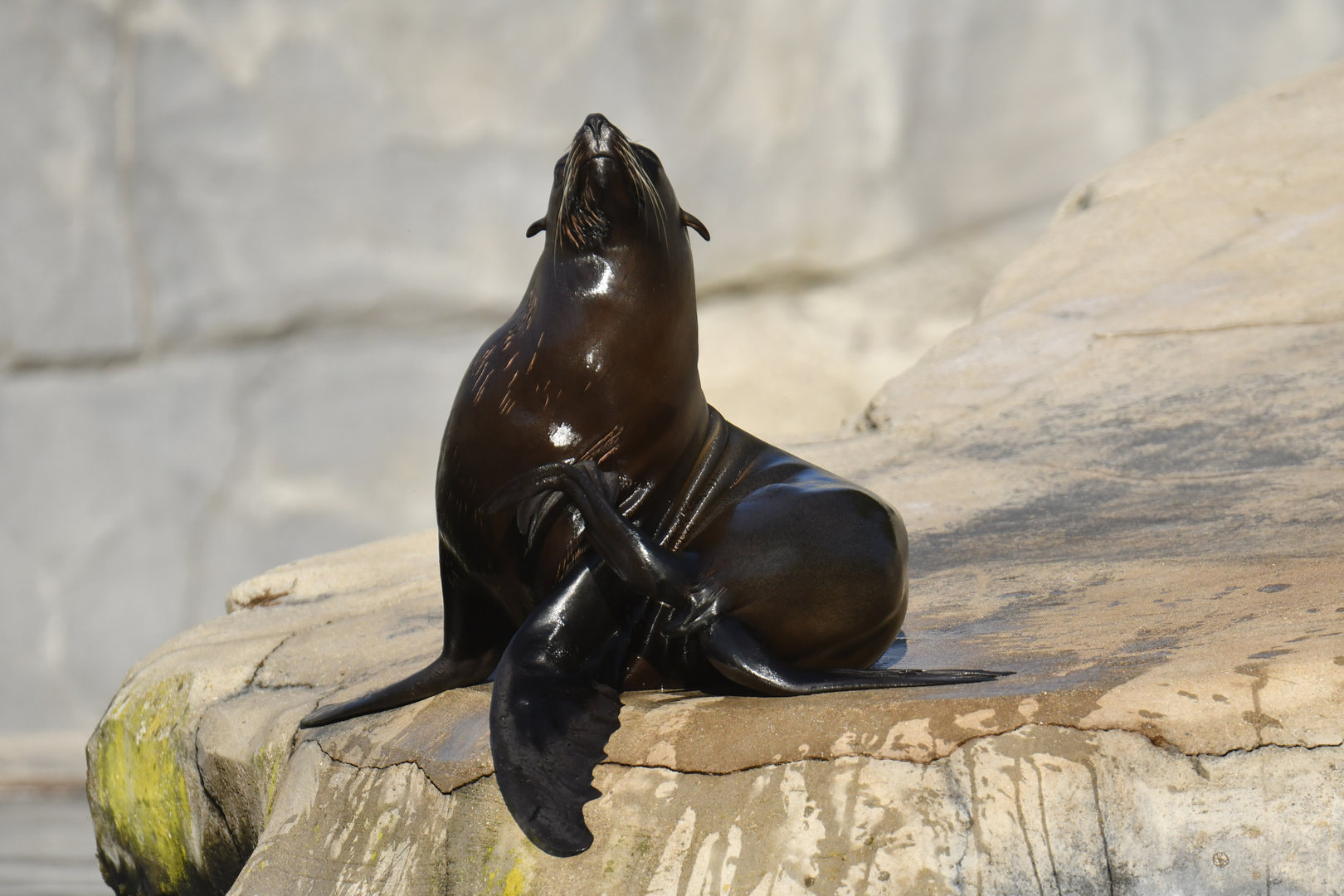 South American fur seal (Arctocephalus australis)