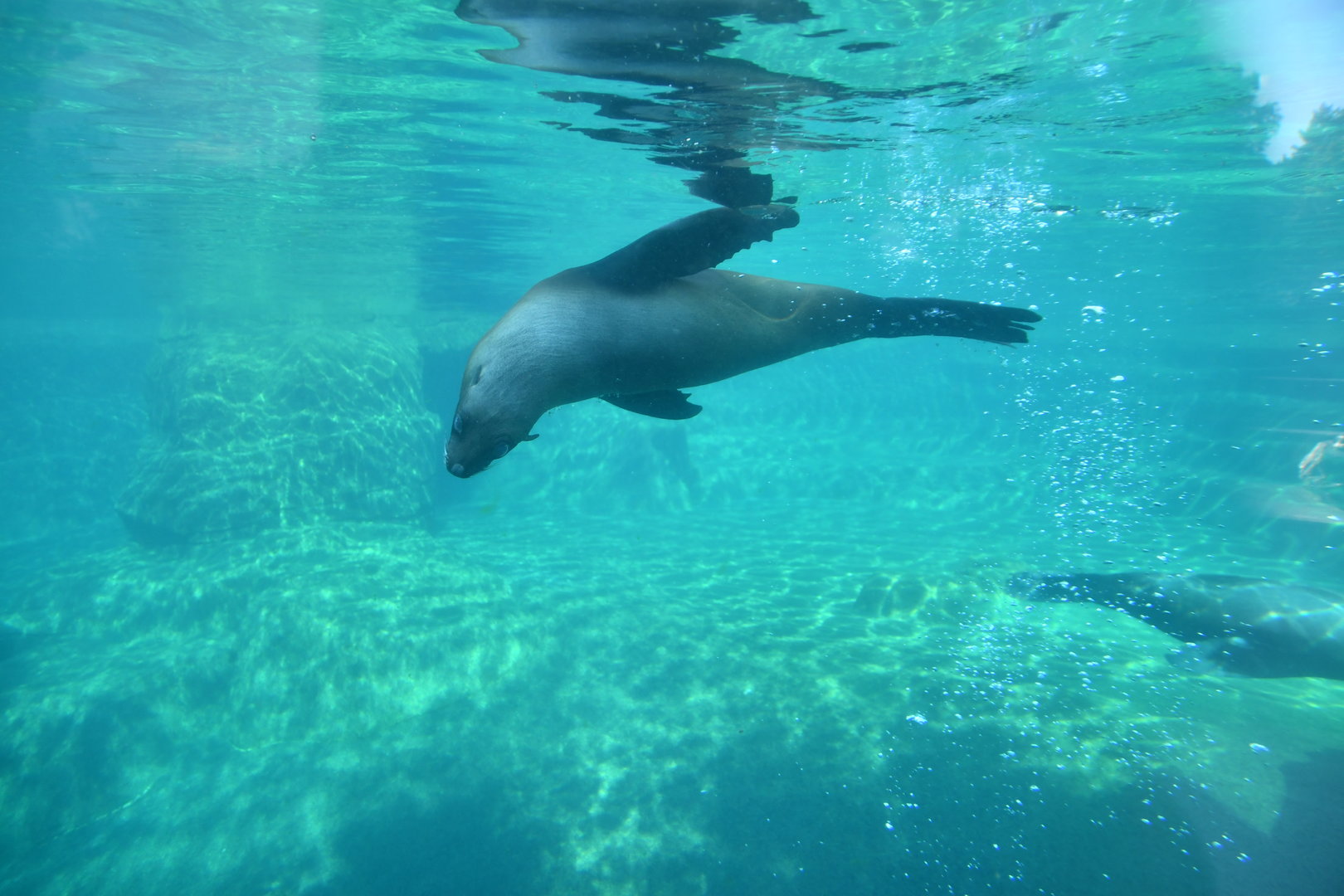 South American fur seal (Arctocephalus australis)