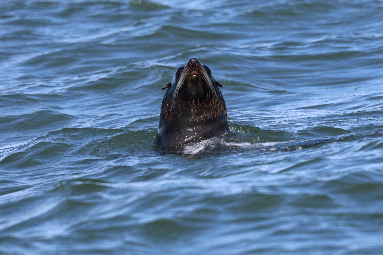 South American fur seal (Arctocephalus australis)