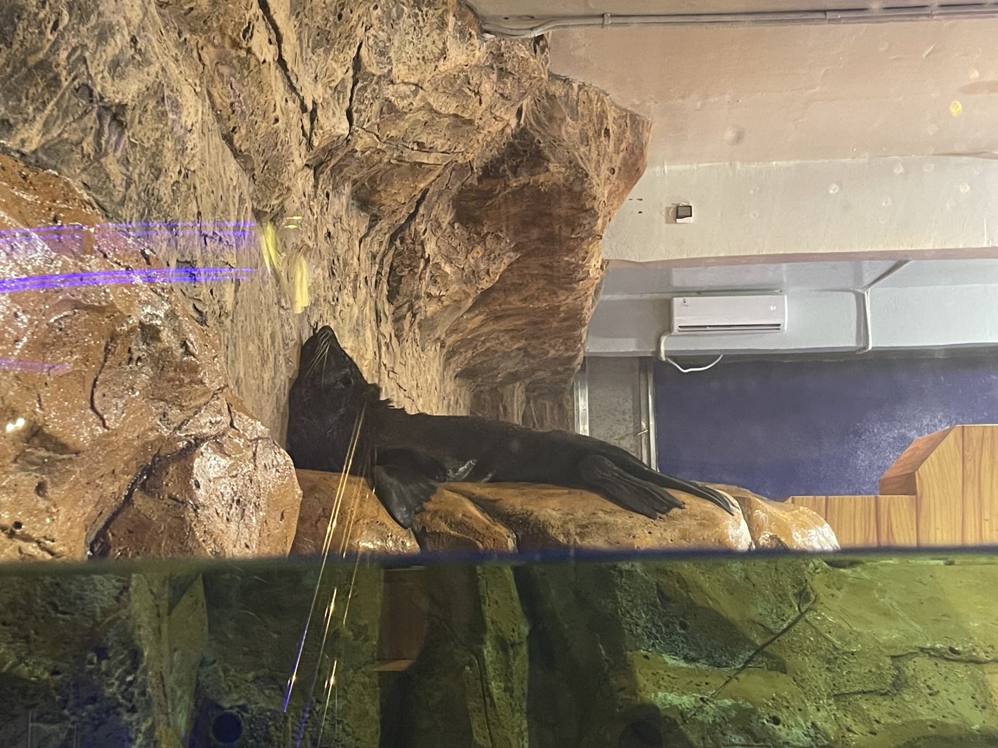 south american fur seal (arctocephalus australis)