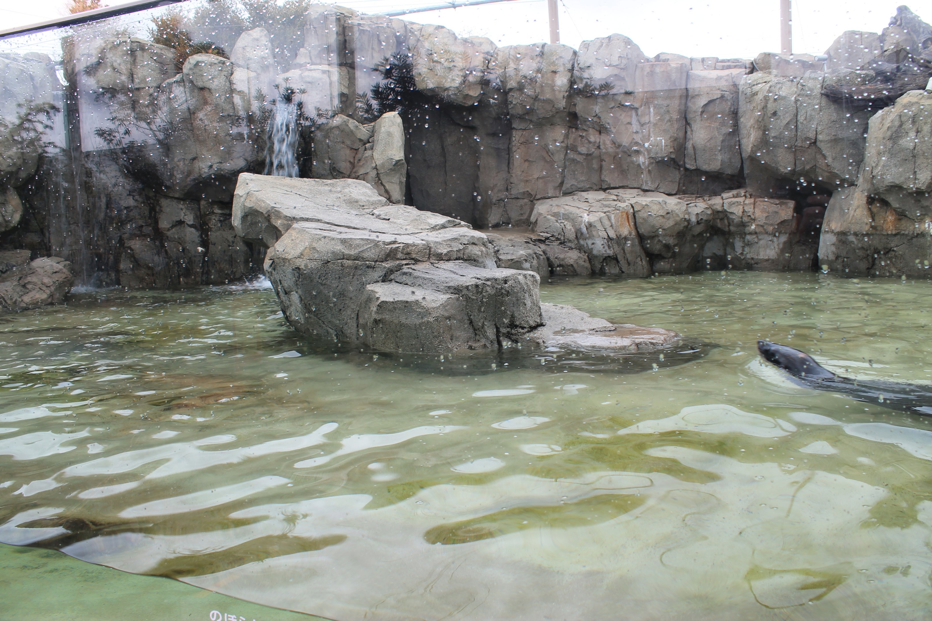South American Fur Seal (Arctocephalus australis)