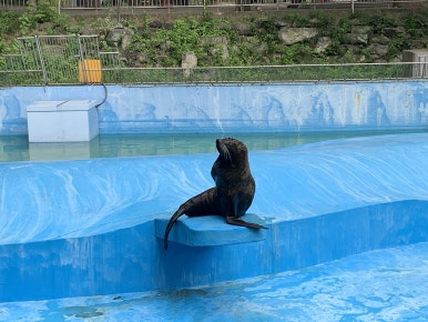 South American fur seal (Arctocephalus australis)