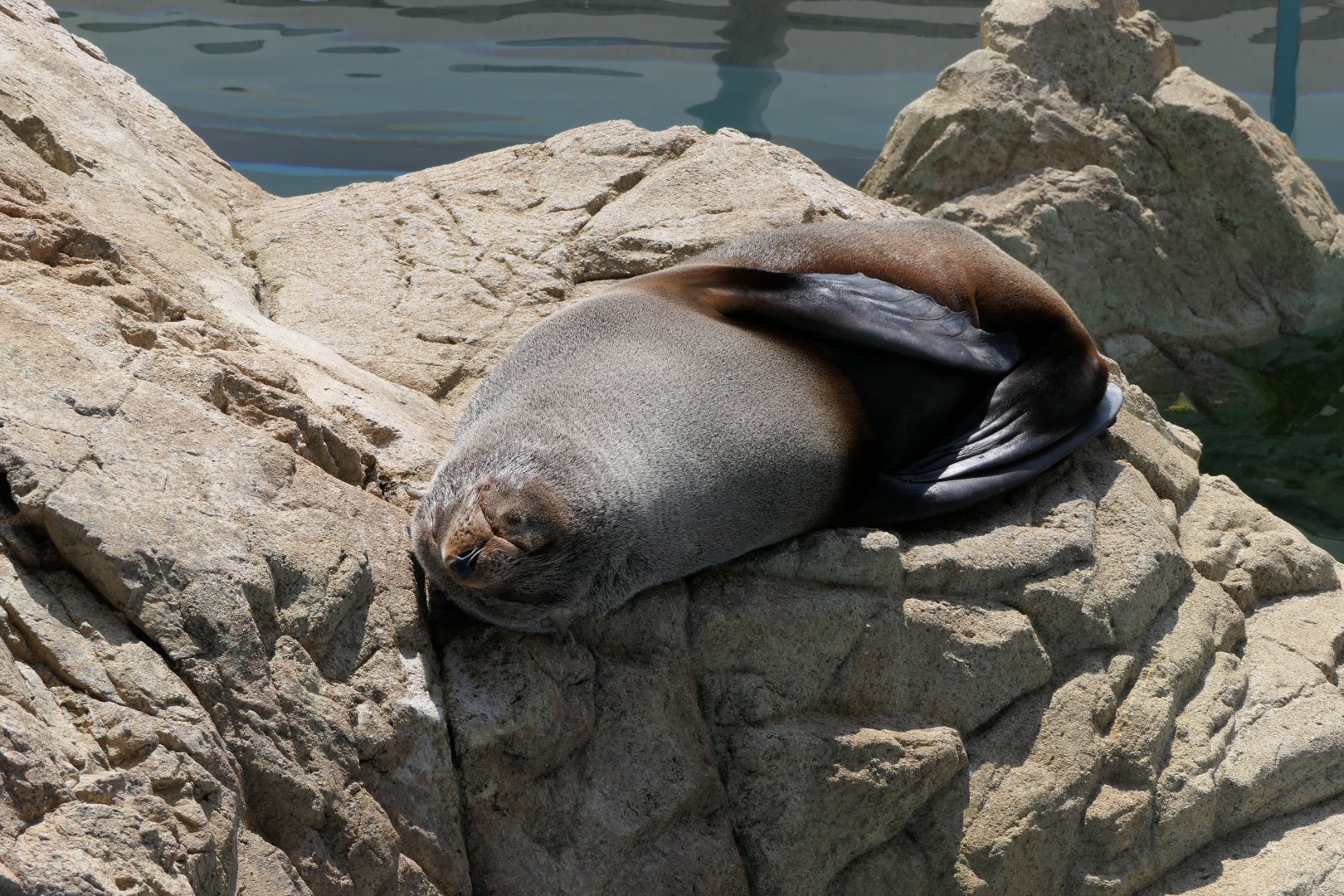South American Fur Seal (Arctocephalus australis)