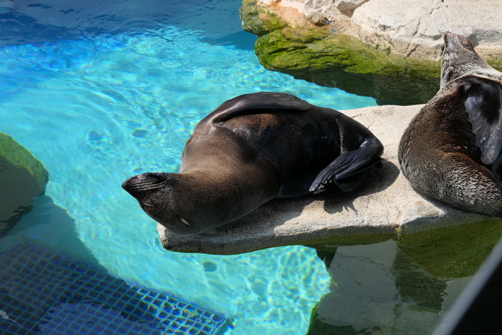 South American Fur Seal (Arctocephalus australis)