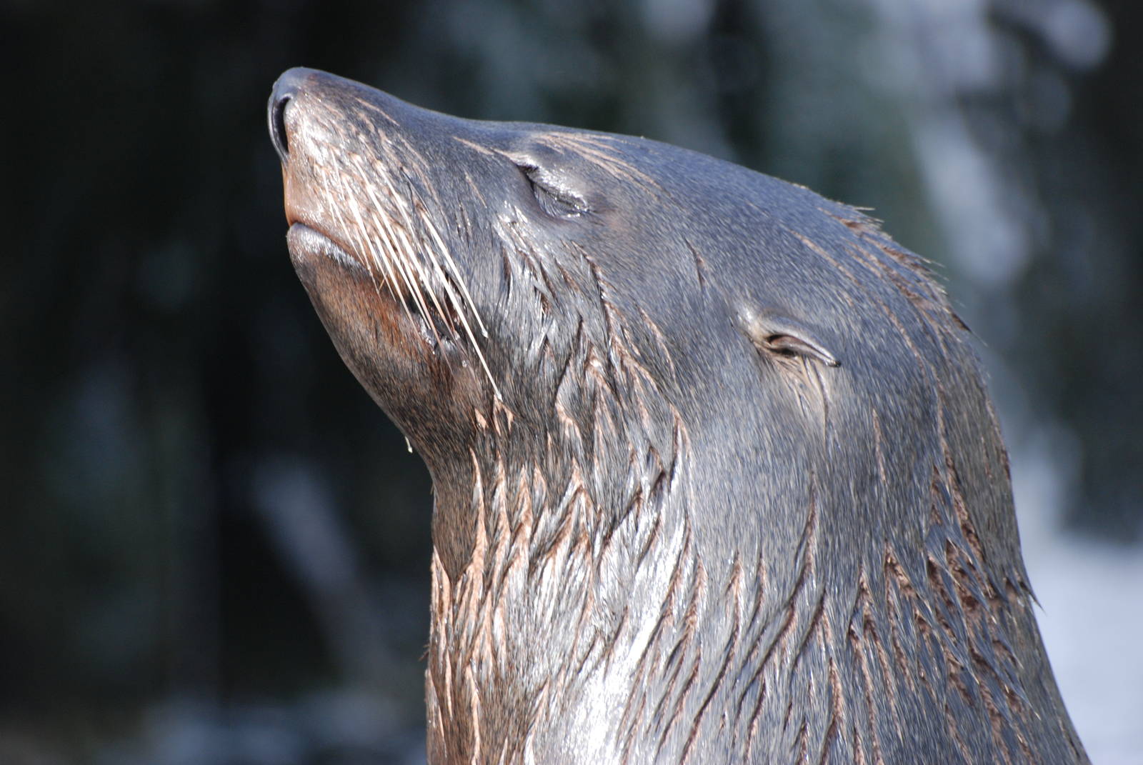 South American Fur Seal at Bristol, 06/02/12