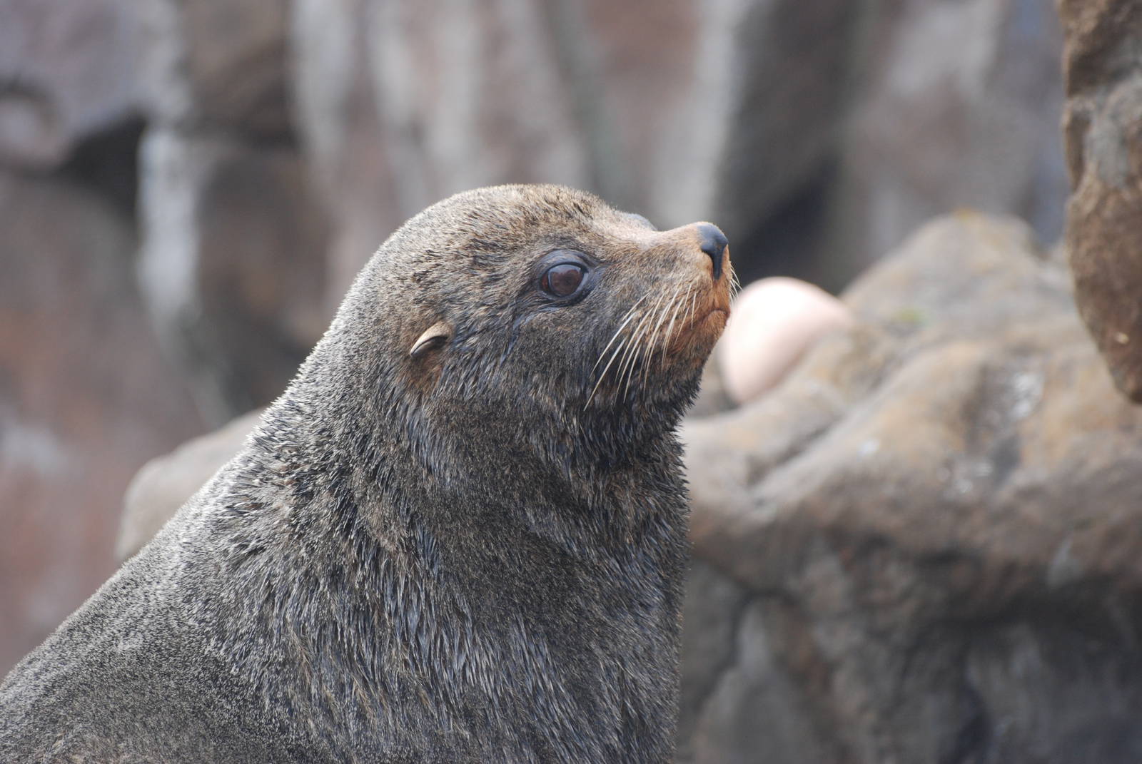 South American Fur Seal at Bristol, 06/03/11