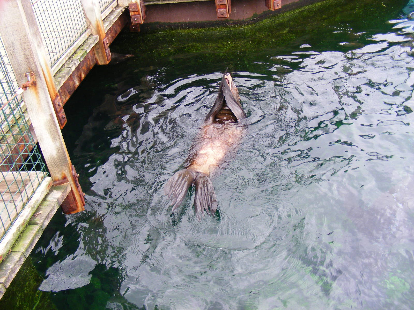 South American fur seal at Bristol Zoo, 1 August 2010