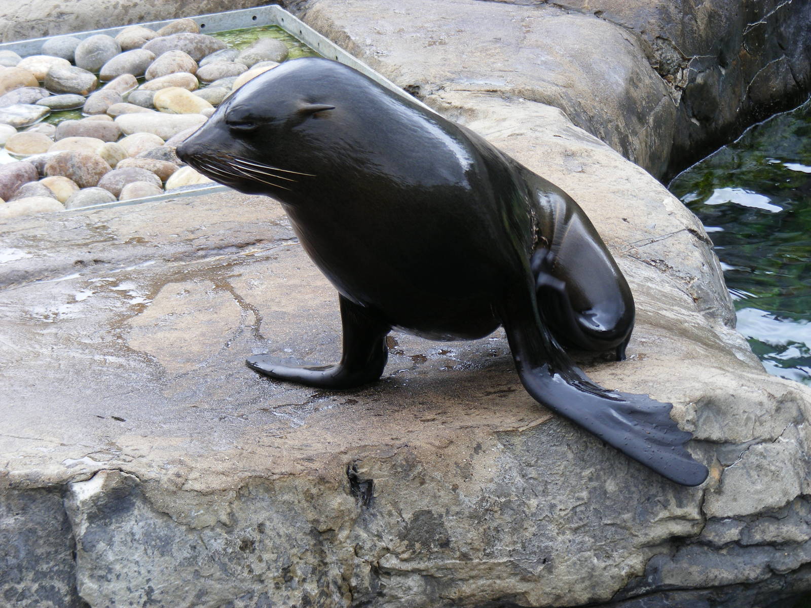 South American fur seal at Bristol Zoo, 1 August 2010