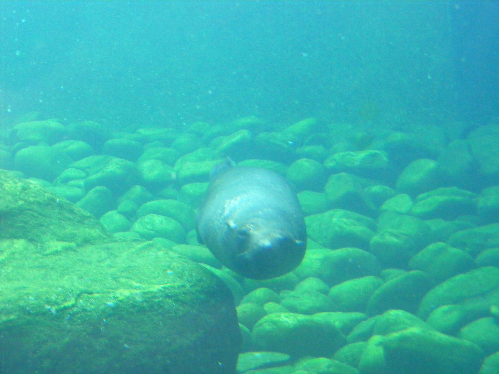 South American fur seal at Bristol Zoo, 1 August 2010