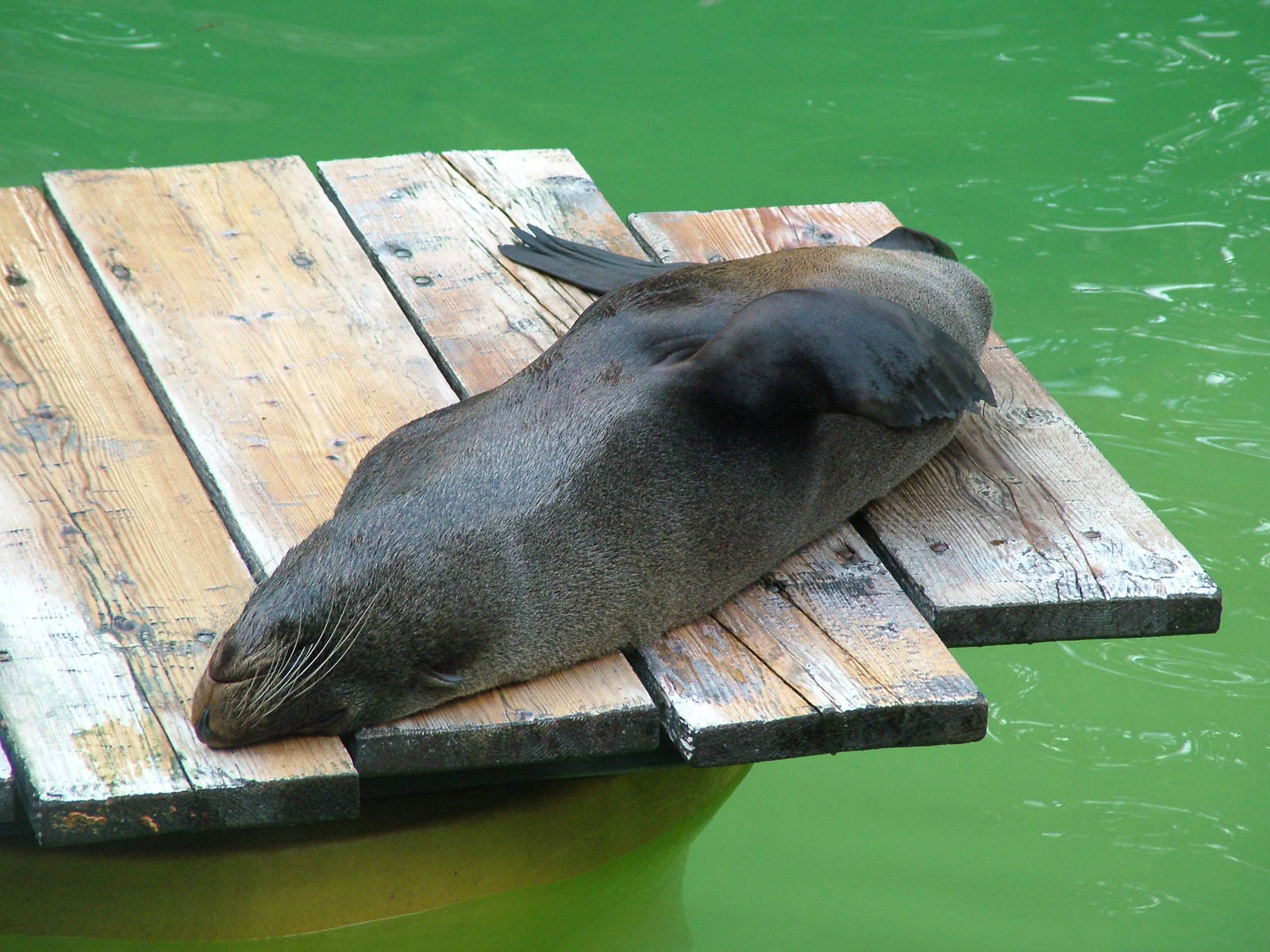 South American Fur Seal at Landau Zoo, 04/09/10