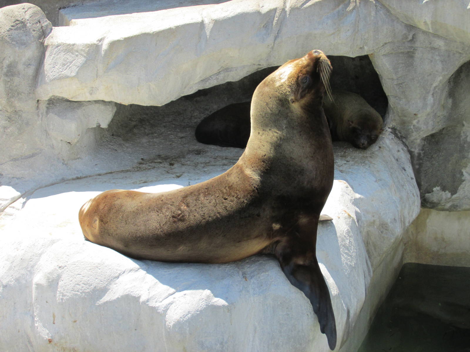 south american fur seal BA zoo
