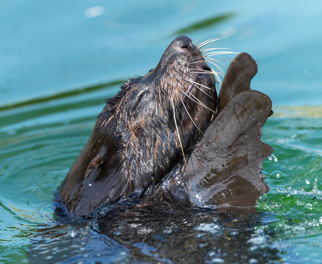 South American Fur Seal, Banham, UK