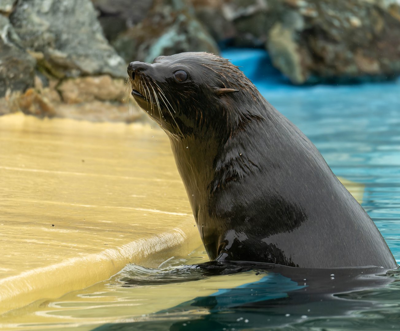 South American fur seal, Banham zoo, UK