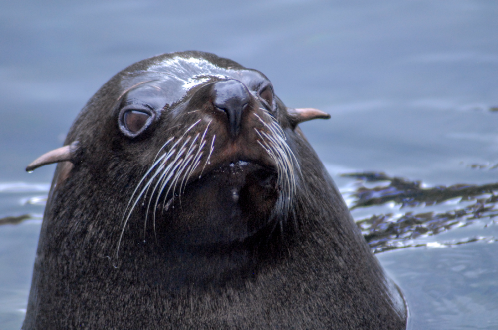 South American Fur Seal - Bristol Zoo 2022