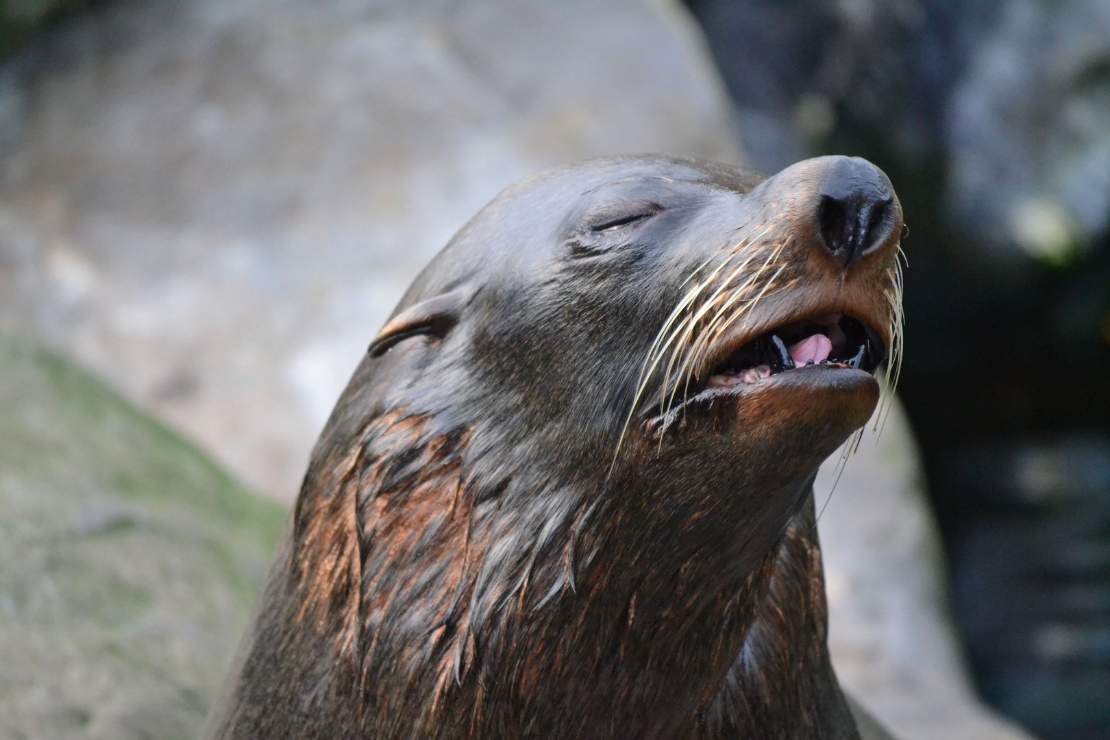 South American Fur Seal - December 2015