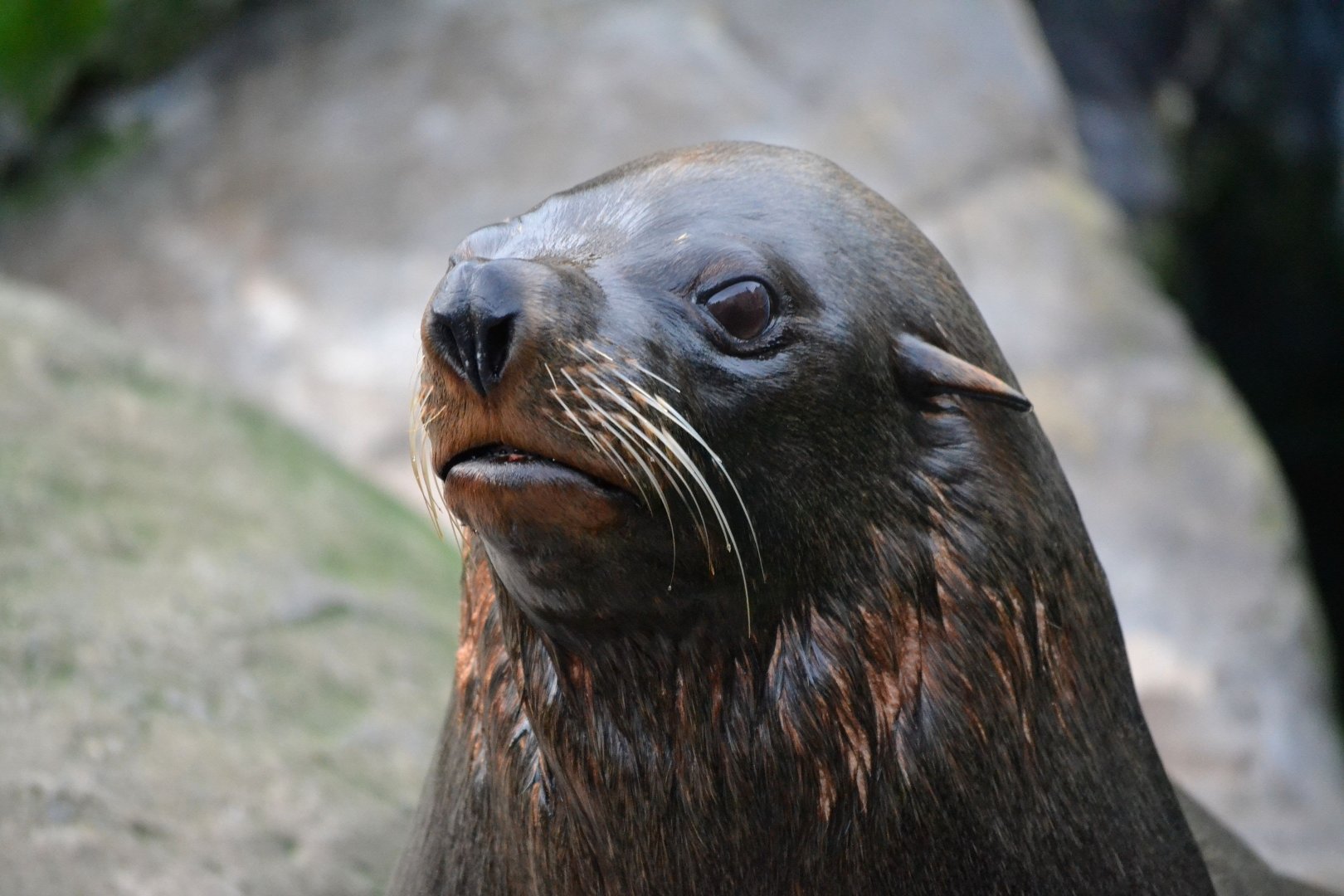 South American Fur Seal - December 2015