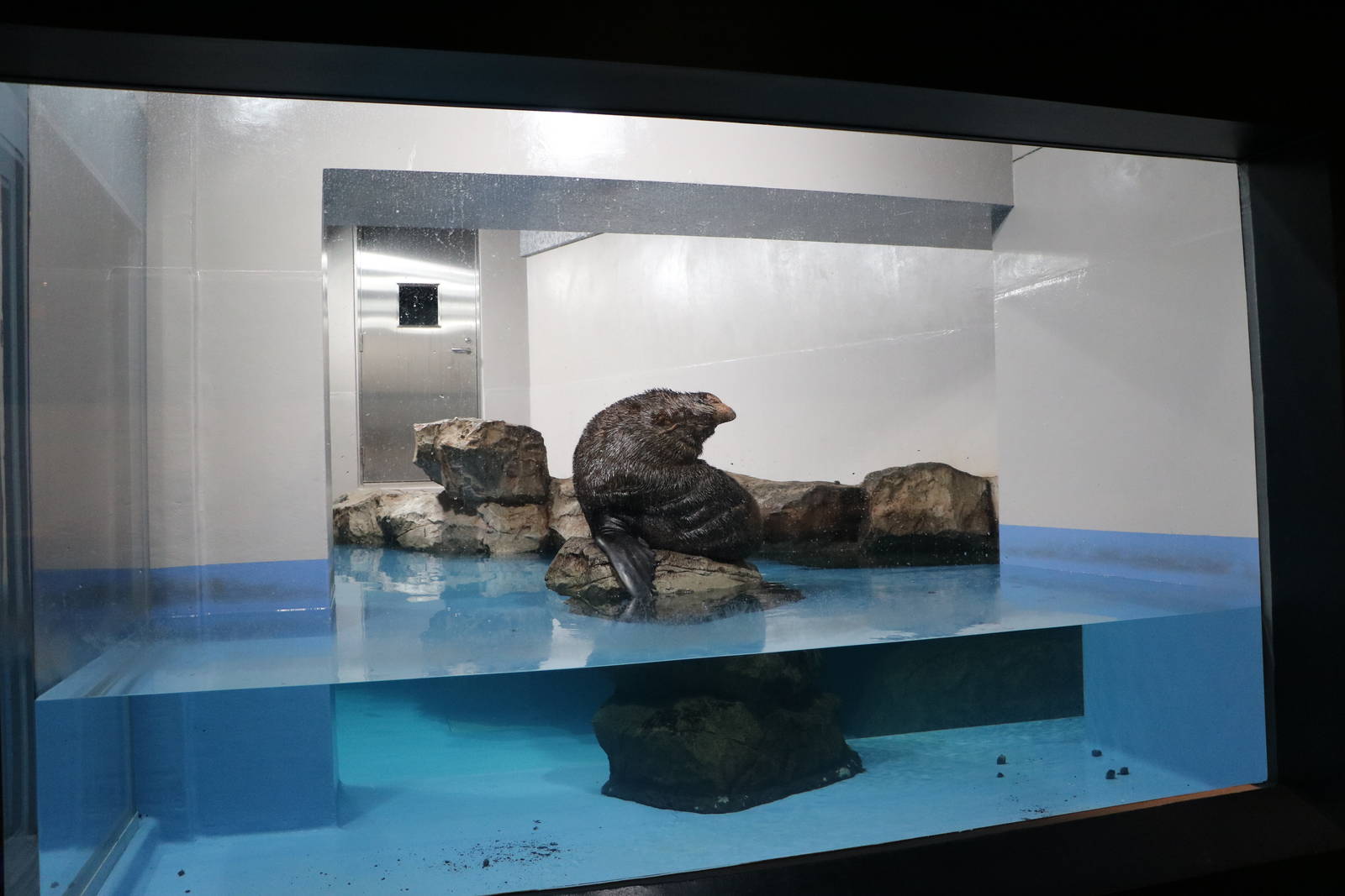 South American fur seal enclosure - EPSON Aqua Park, February 2016