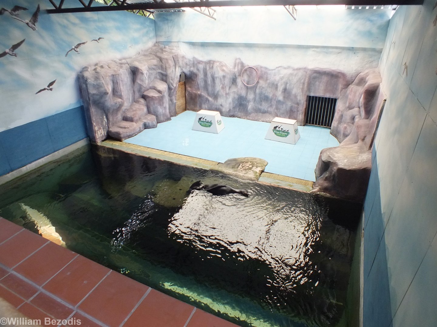 South American Fur Seal Enclosure in Wildlife Wonderland