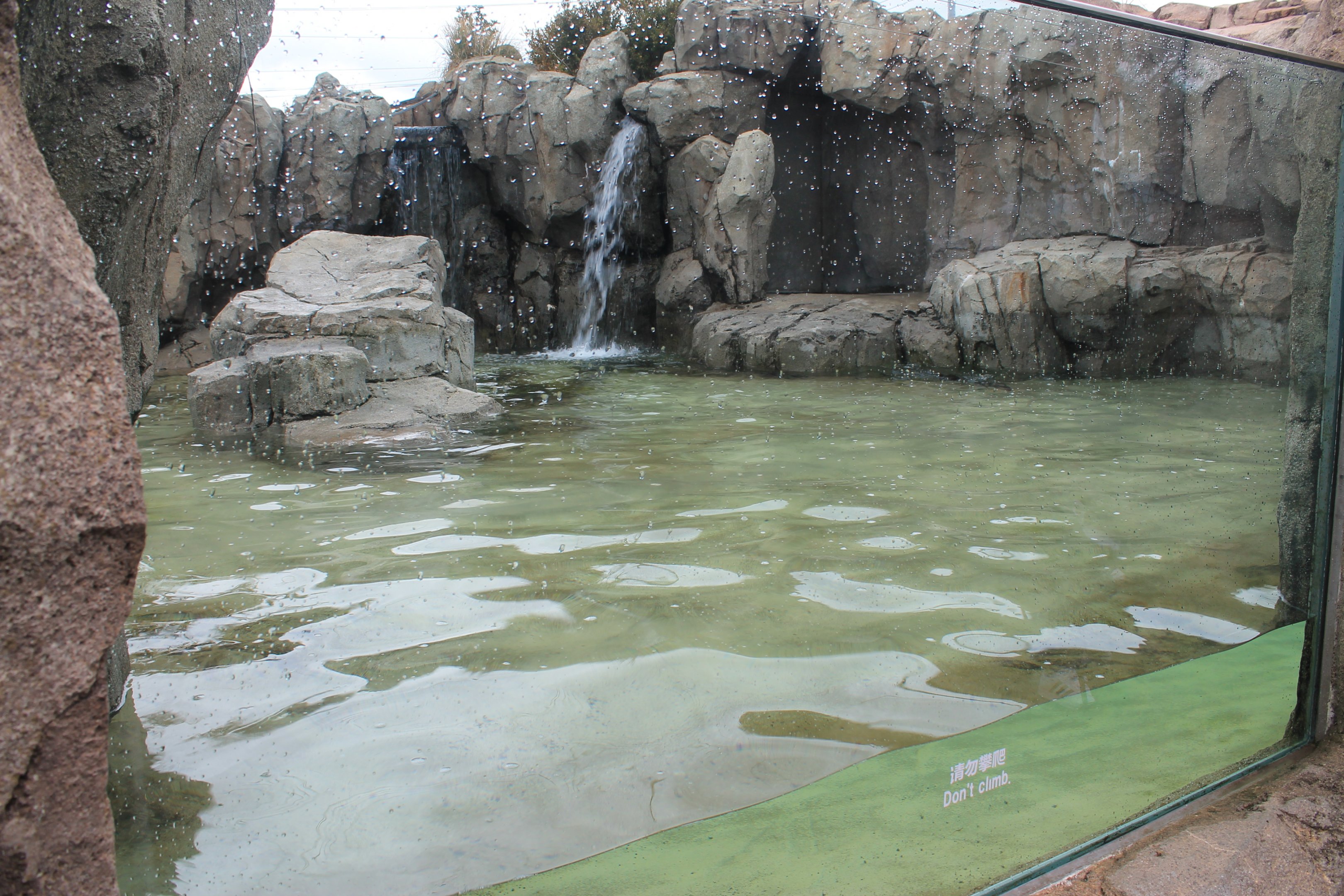 South American Fur Seal enclosure - side window view