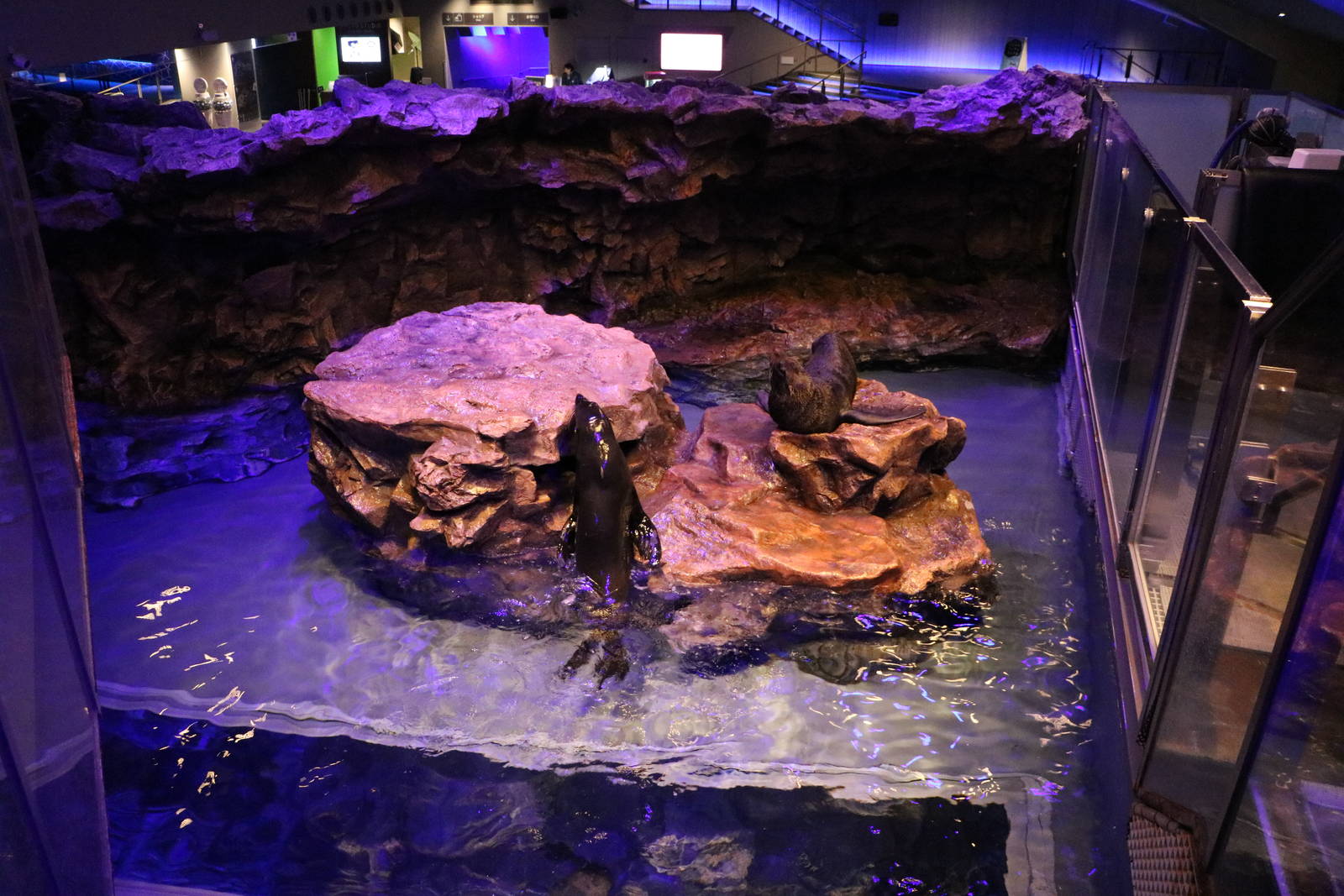 South American fur seal enclosure - Sumida Aquarium, February 2016