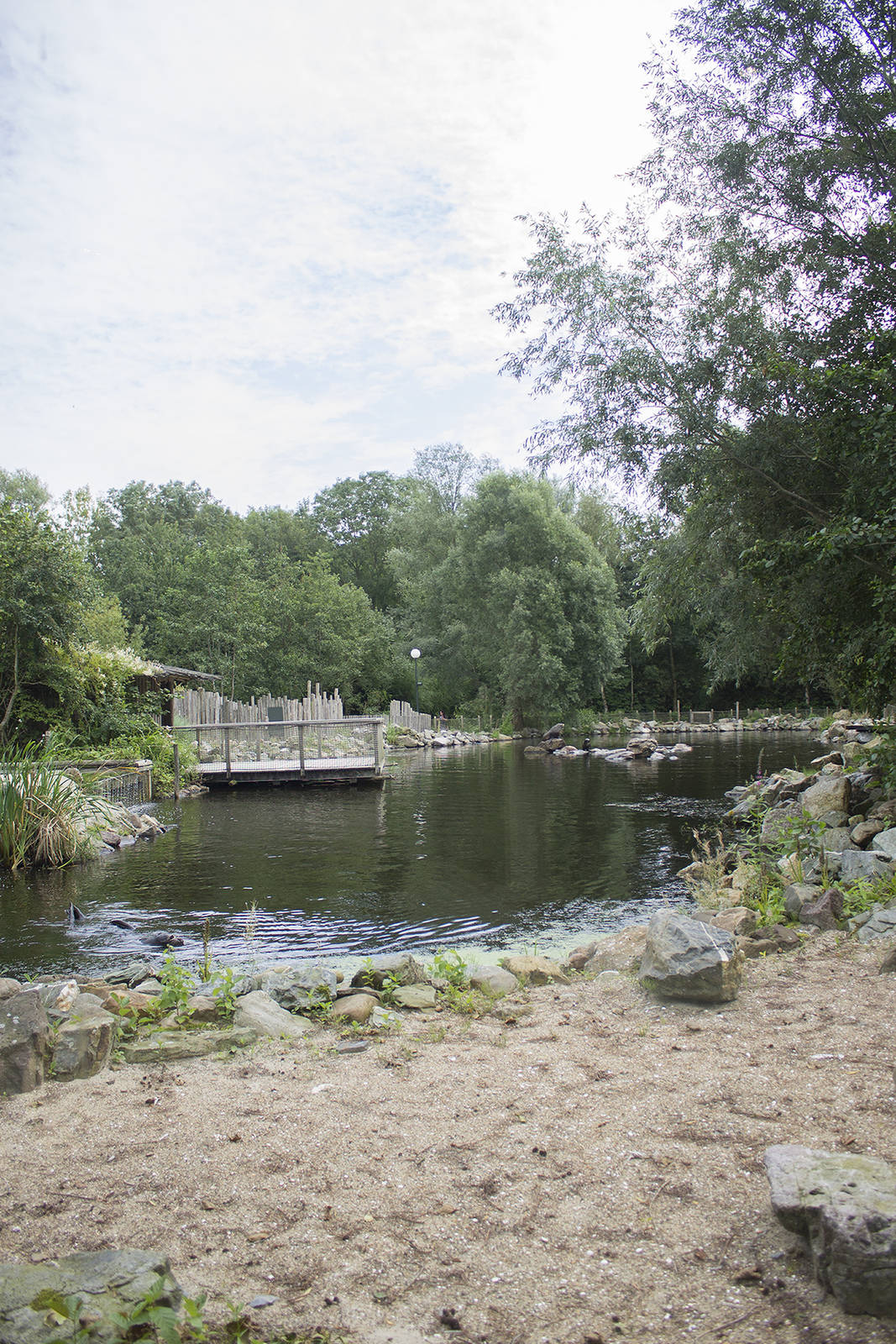 South American fur seal enclosure