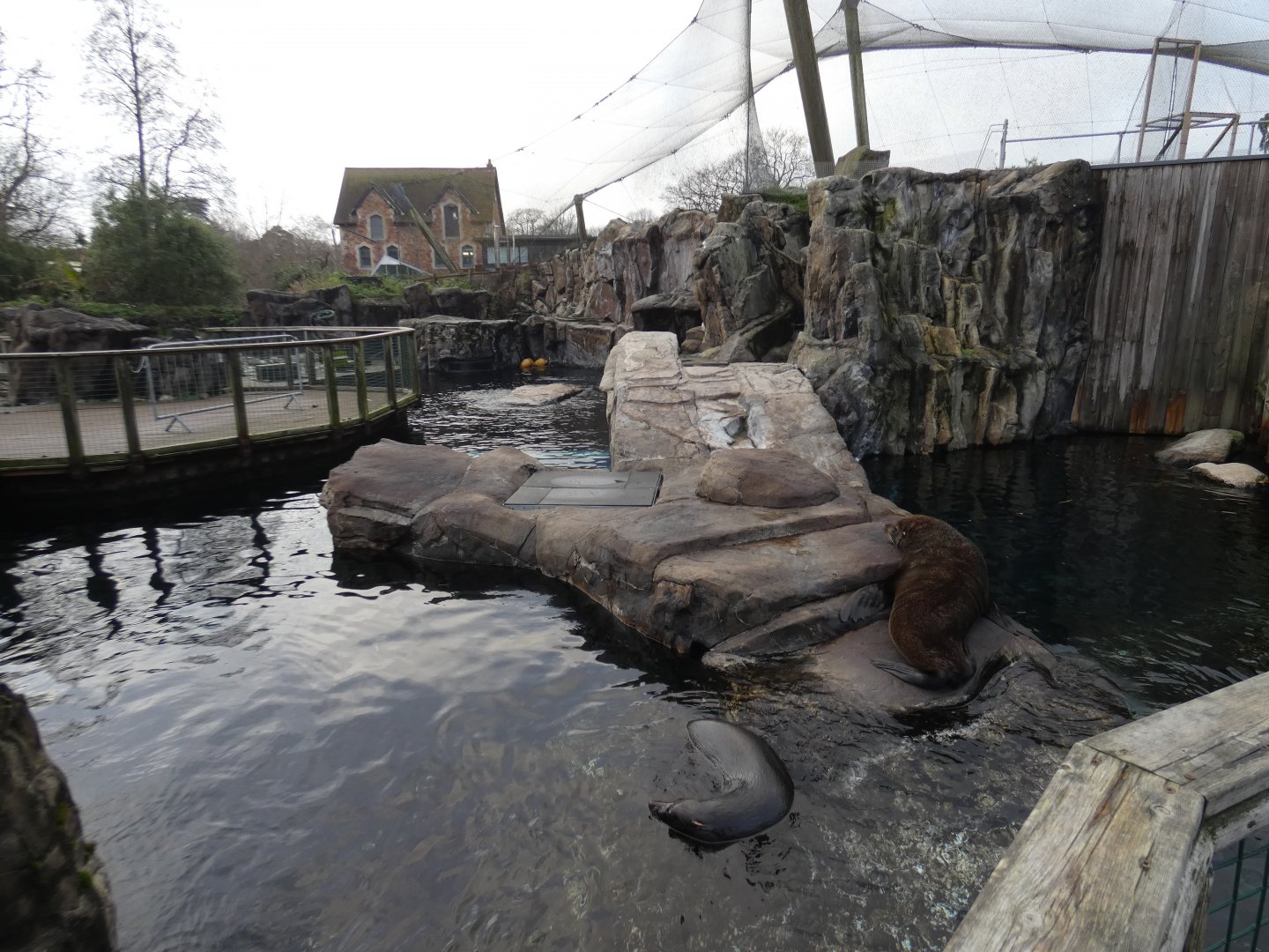 South American fur seal enclosure