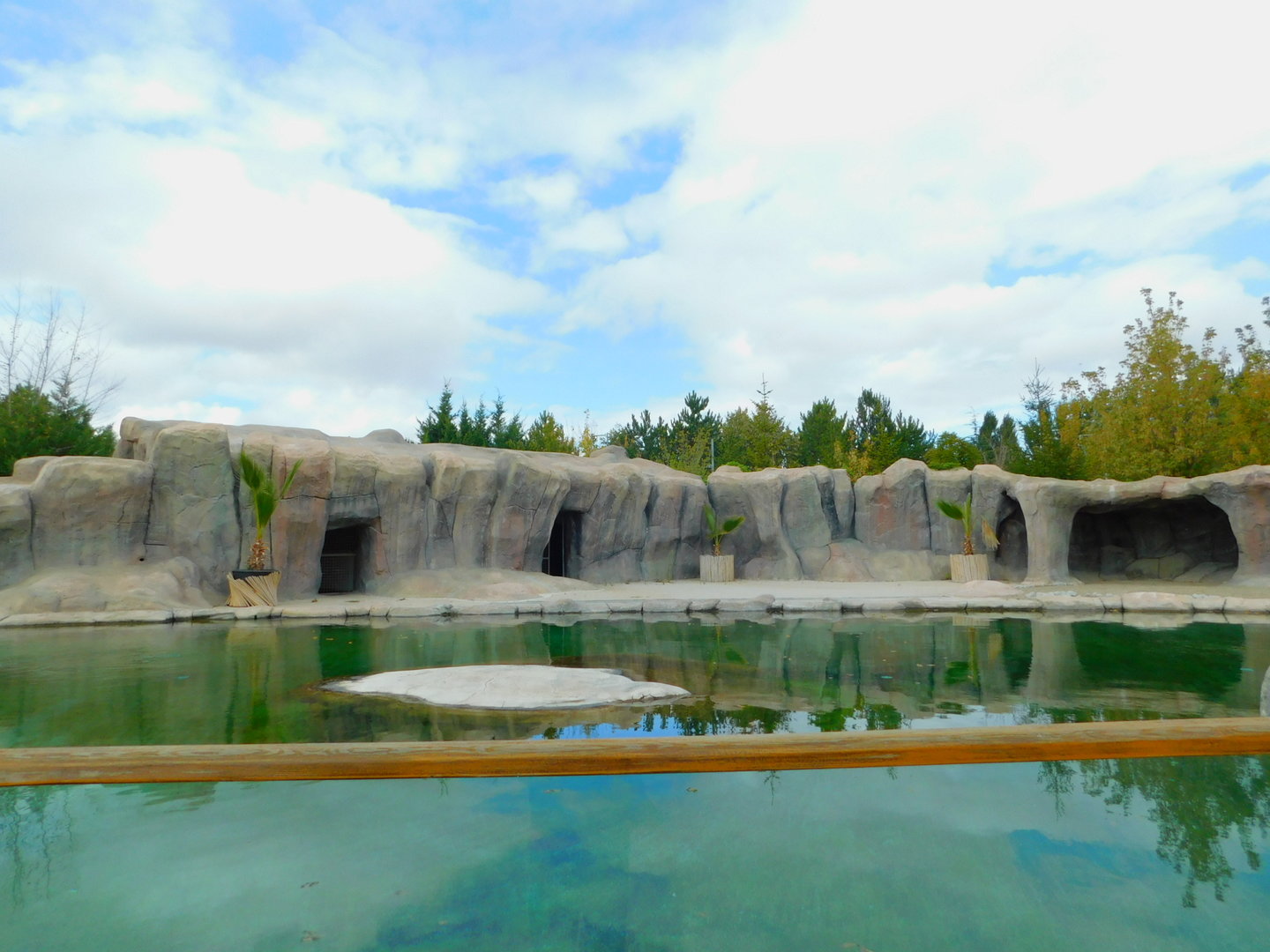 South American Fur Seal Enclosure